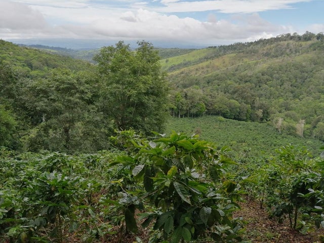 Land for Sale in Santa Clara 093/083 Chiriqui 04051